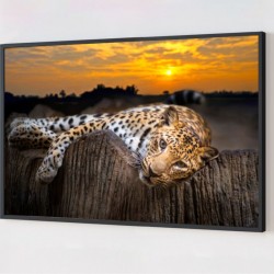 Quadro Decorativo Onça Pintada em Adesivo com Moldura Caixa